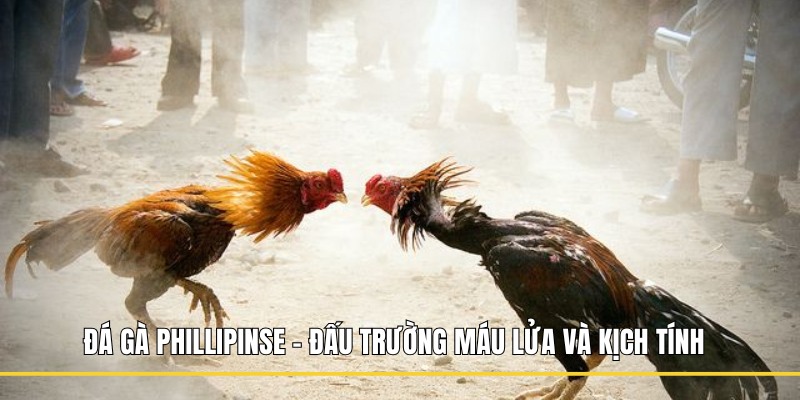 Đá gà Phillipinse
