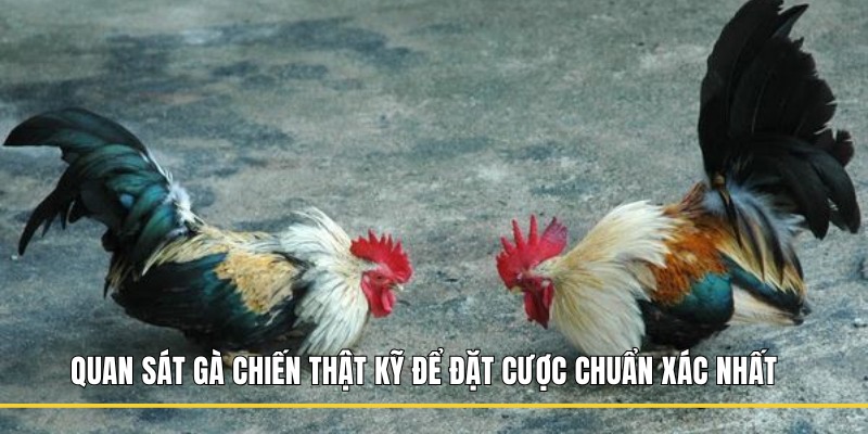 Quan sát gà chiến thật kỹ để đặt cược chuẩn xác nhất 