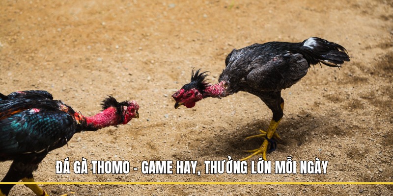 đá gà Thomo
