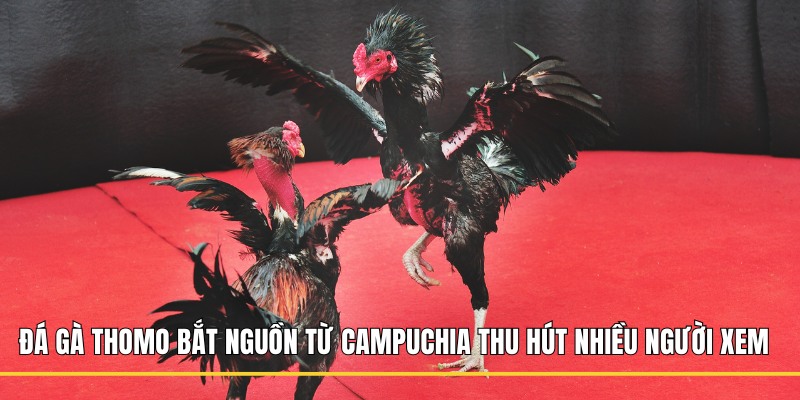 Đá gà Thomo bắt nguồn từ Campuchia thu hút nhiều người xem