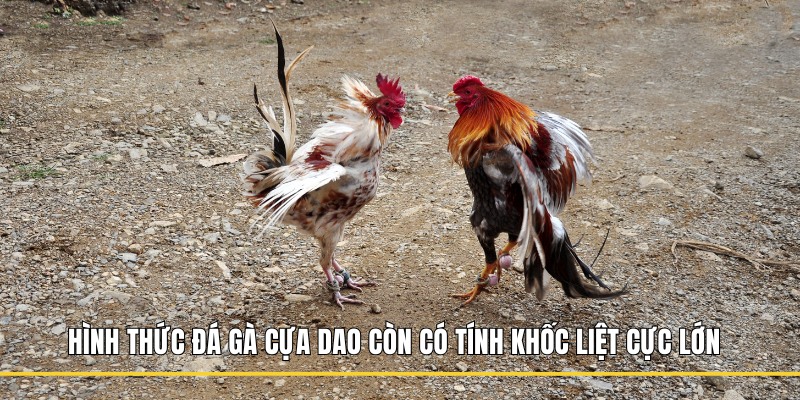 Hình thức đá gà cựa dao còn có tính khốc liệt cực lớn
