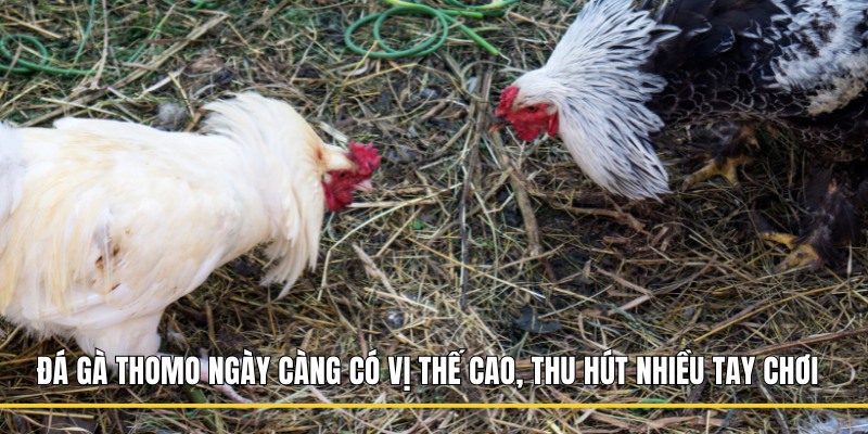 Đá gà Thomo ngày càng có vị thế cao, thu hút nhiều tay chơi