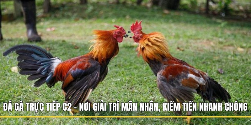 đá gà trực tiếp C2