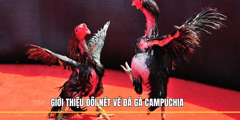 Giới thiệu đôi nét về đá gà Campuchia 