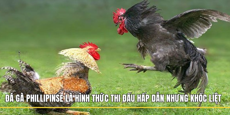 Đá gà Phillipinse là hình thức thi đấu hấp dẫn nhưng khốc liệt