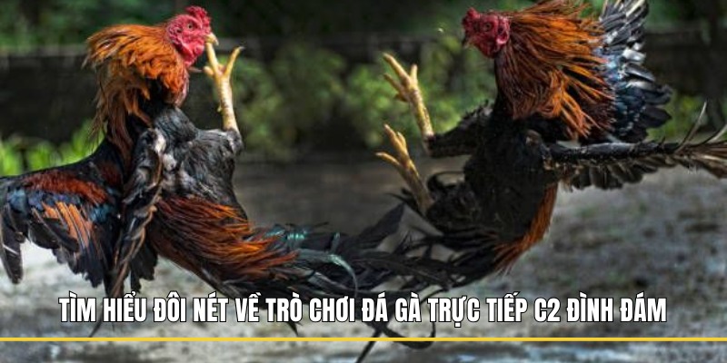 Tìm hiểu đôi nét về trò chơi đá gà trực tiếp C2 đình đám