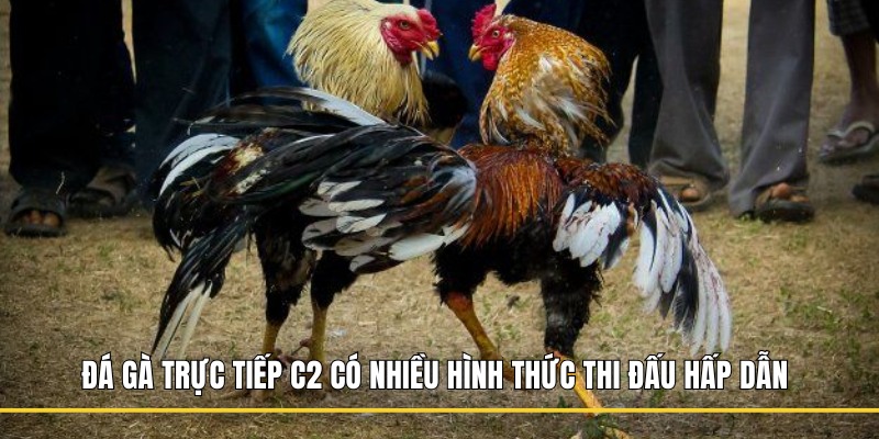 Đá gà trực tiếp C2 có nhiều hình thức thi đấu hấp dẫn