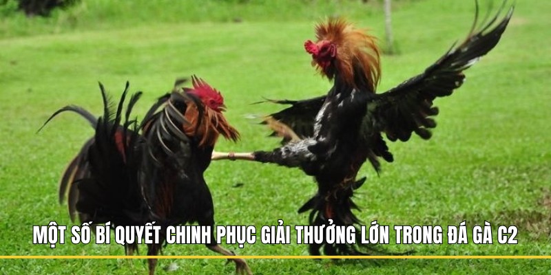 Một số bí quyết chinh phục giải thưởng lớn trong đá gà C2