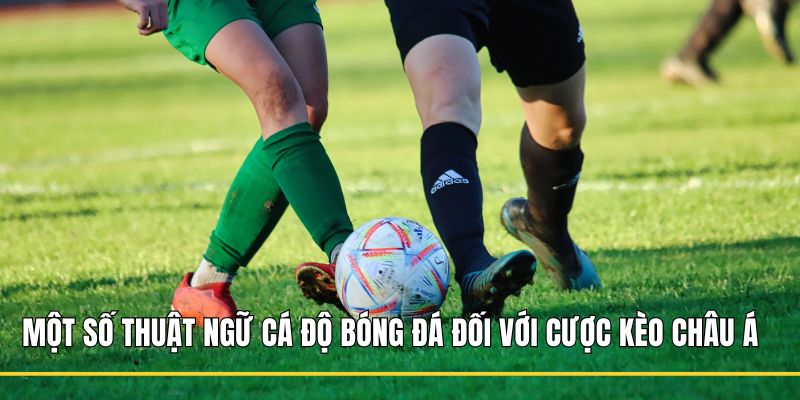 Một số thuật ngữ cá độ bóng đá đối với cược kèo Châu Á 